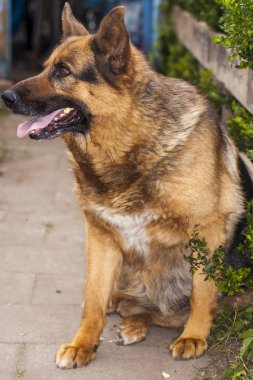 iyi bekçi köpeği, Alman çoban köpeği