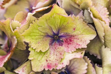 Ortanca, resmi oluşturan kapatın