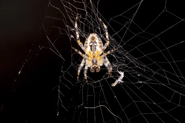 Spinne und sein Haus — Stockfoto