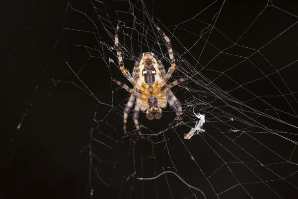 Spinne macht Spinnweben — Stockfoto