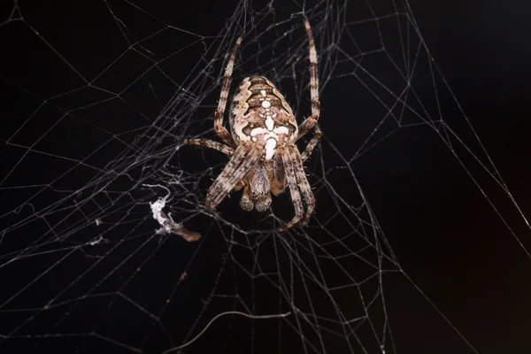 Foto de aranha à espera de sua presa — Fotografia de Stock