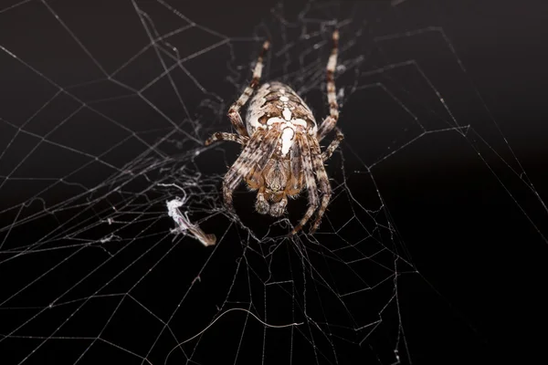 Aranha agachada sentada em uma teia de aranha — Fotografia de Stock