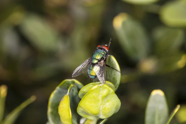 Mouche colorée assise sur une feuille — Photo