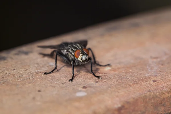 Fly sitting on the outside — Stock Photo, Image