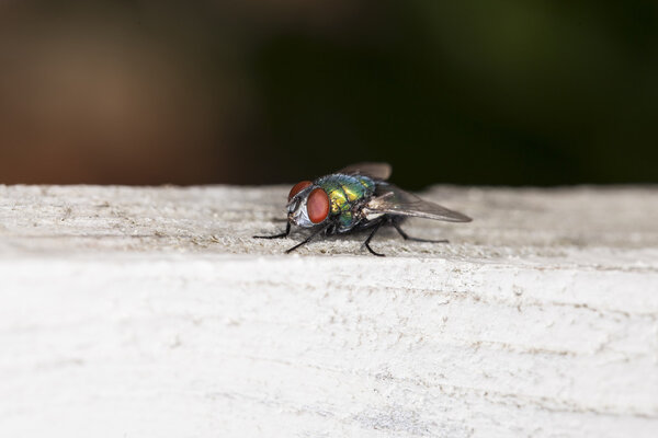 colored fly sitting on a piece of wood