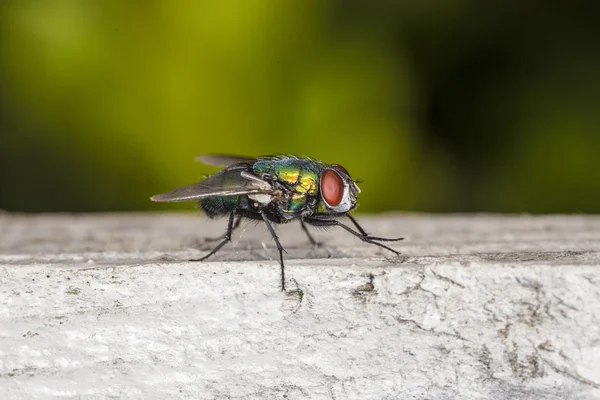 Mouche assise sur un morceau de bois — Photo