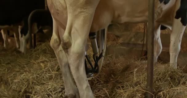 Vaca Conectada Uma Máquina Ordenha Elétrica Ordenhando Estábulo — Vídeo de Stock