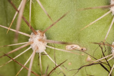 kaktüs dikenleri arka plan