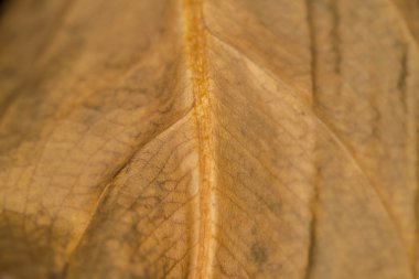 eski söylentiler yaprak