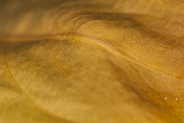 çürümüş yaprak arka plan