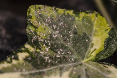 böcek yaprak makro üzerinde