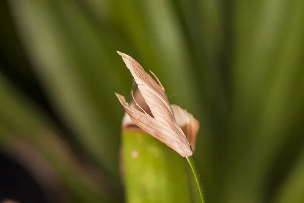 Cut leaf — Stock Photo, Image