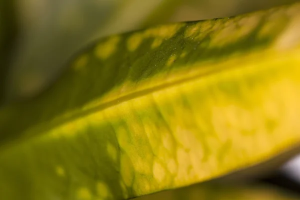 Rotte blad — Stockfoto