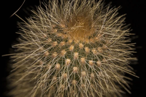 Wiele kaktusów igły tło — Zdjęcie stockowe
