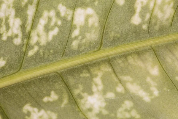 Leaf close-up background — Stock Photo, Image