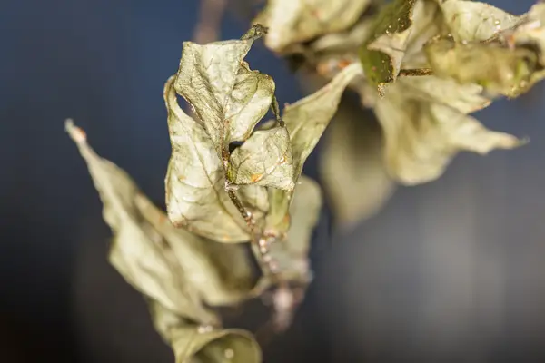 Paar verdorde bladeren — Stockfoto