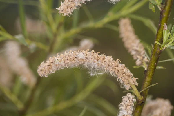 Willow blommor — Stockfoto