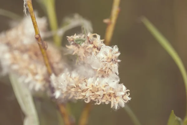 Willow flowers — Stock Photo, Image