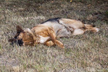Alman çoban köpeği.
