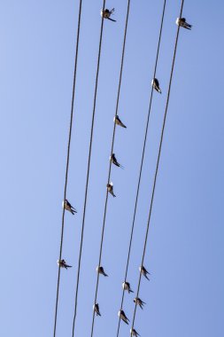 kablo üzerinde oturan kuşlar