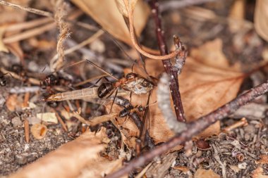 karıncalar sivrisinek yakaladı