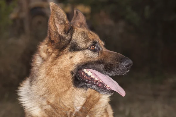 Den tyska herden förföljer, porträtt — Stockfoto