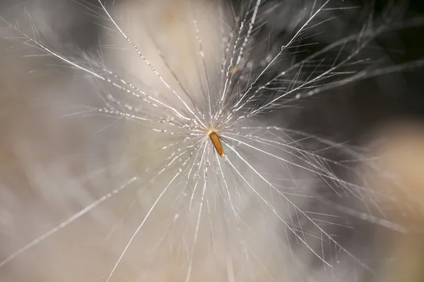 Dandelions — Stock Photo, Image