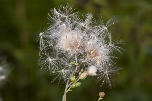 Diente de león I — Foto de Stock