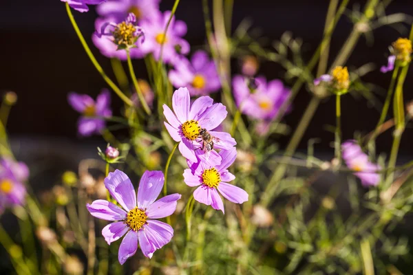 たくさんの花にミツバチ — ストック写真