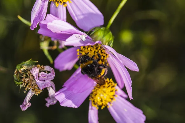 Bee upside down on the flower — Stock Photo, Image