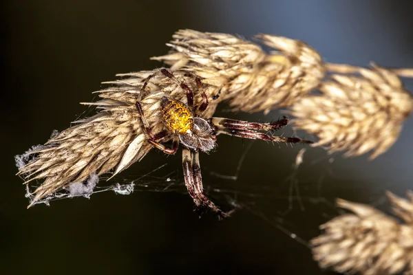 Kleine Spinne auf dem Gras — Stockfoto