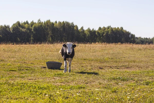 Vaca en el pasto —  Fotos de Stock