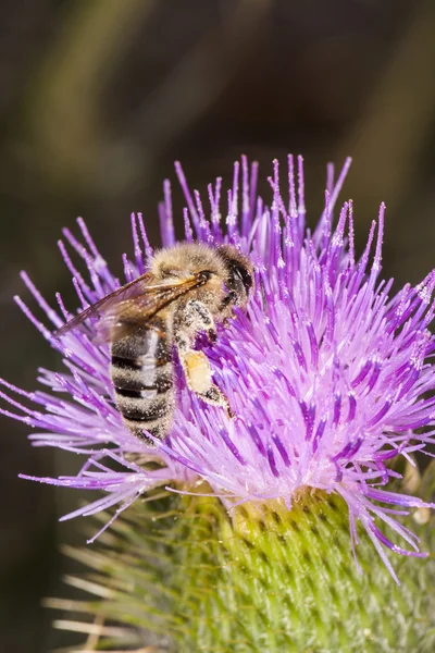 Petite abeille sur la fleur — Photo