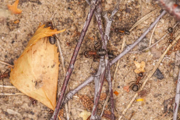 Одинокий муравей — стоковое фото