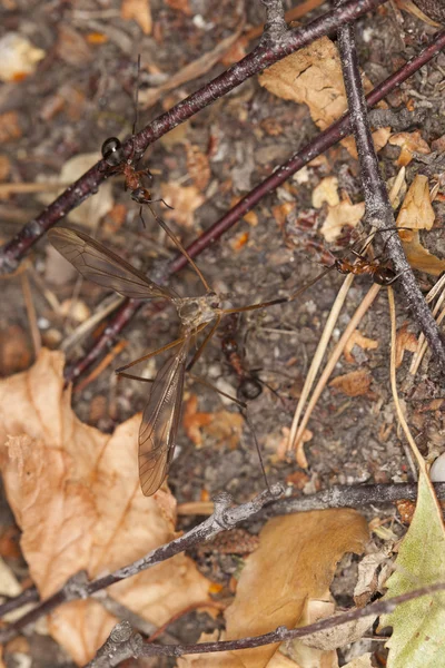 대담한 개미 — 스톡 사진