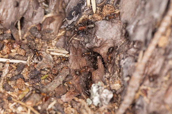 Муравейник, полный муравьев — стоковое фото