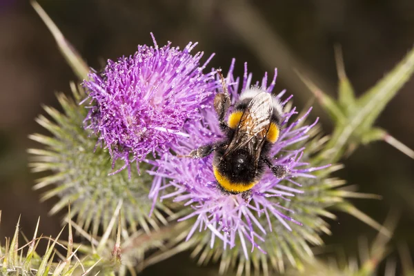 Biene auf der Blume — Stockfoto