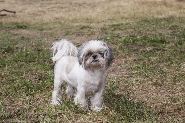 Cão pequeno — Fotografia de Stock