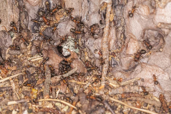 Multi of ants — Stock Photo, Image