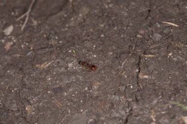 karınca çamur gider