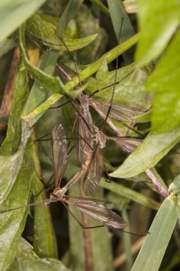 Üç sivrisinekler dostum