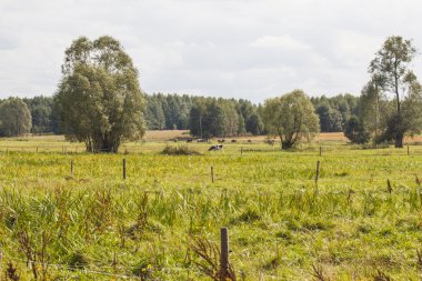 Görünüm alanları ve orman