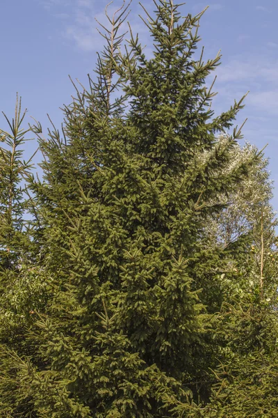 Coniferous tree crown — Stock Photo, Image