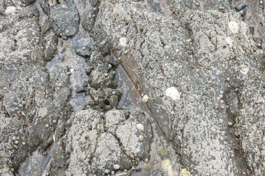 Deniz kabukları kıyı şeridini kaplıyor.