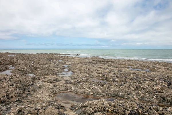 Deniz kabukları kıyı şeridini kaplıyor.
