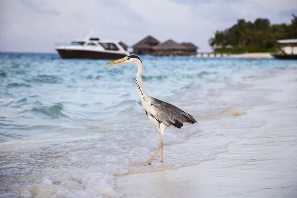 Grey Heron stands on the beach near the sea with the house and b — Stock Photo, Image