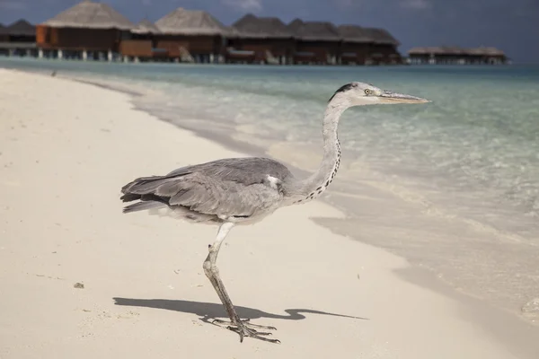 Bird on the beach — Stock Photo, Image