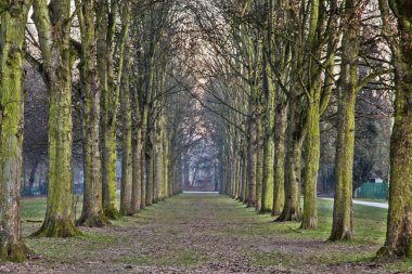 Ağaçlar ve gündoğumu