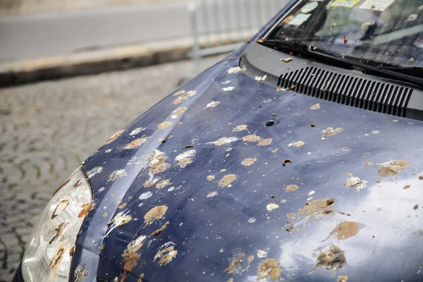 hood of car with lot of bird droppings, bad parking concept