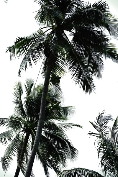 Professional climber on coconut tree